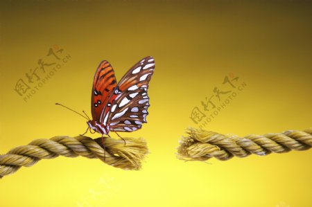 停在断掉绳子上的蝴蝶图片