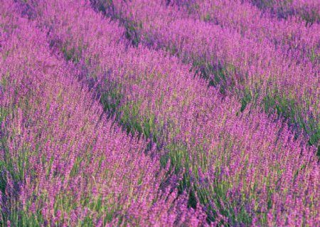 漂亮的紫色野花图片