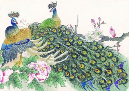 孔雀与花卉图片