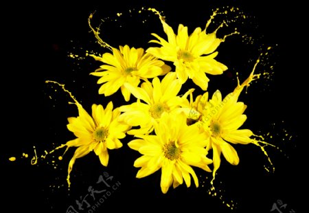 颜料喷溅与黄色花朵图片