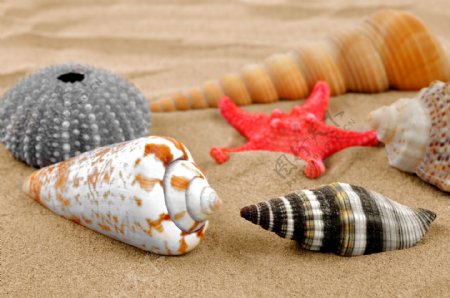 沙滩上的海螺和贝壳图片