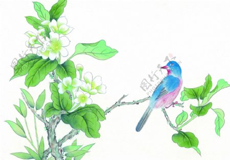 水墨花卉鸟类图片
