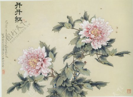 牡丹花卉装饰图片