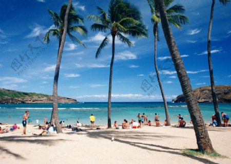 沙滩上高大椰树图片