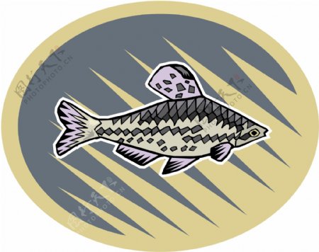 五彩小鱼水生动物矢量素材EPS格式0719