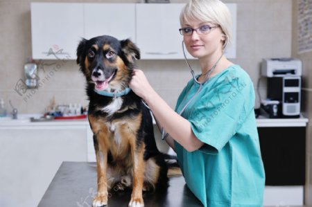 小狗和宠物医生图片