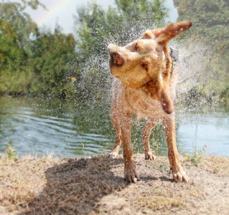 甩身上水的小狗图片
