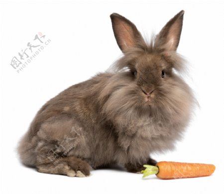兔子与胡萝卜图片