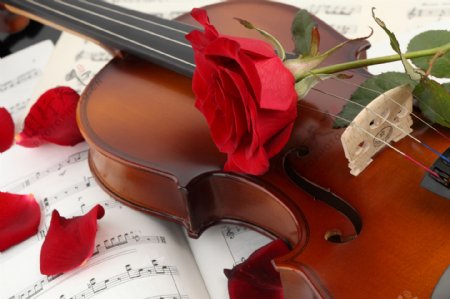 小提琴与红色玫瑰图片