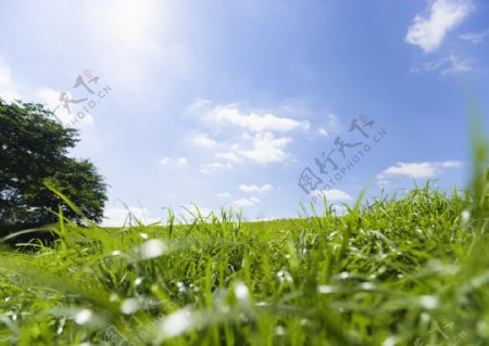 绿色草地素材图片