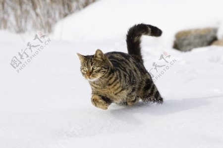 雪地里奔跑的猫咪图片