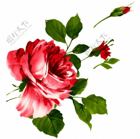 唯美玫瑰花朵元素