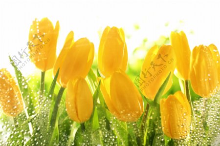 黄色郁金香花朵图片