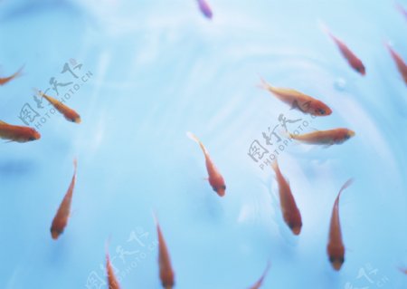 水里的金鱼图片