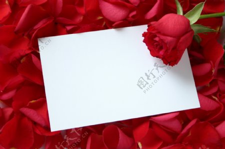 玫瑰瓣堆里的玫瑰和卡片图片