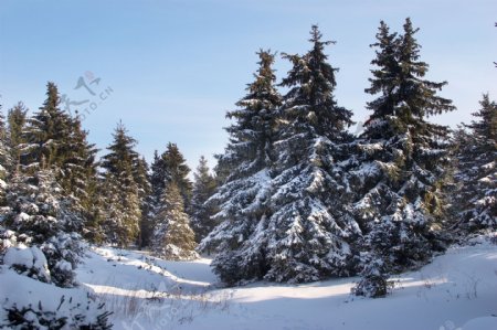 美丽树林雪景摄影图片
