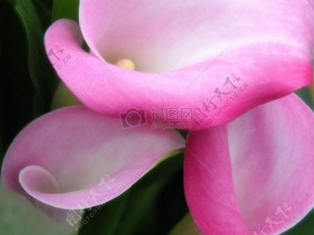 粉色马蹄莲lilies.jpg