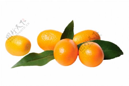 桔子橙子香橙水果素材