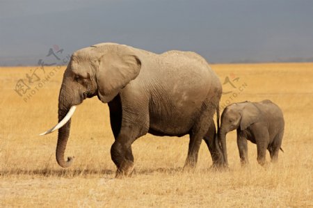 草原上的大象小象摄影图片