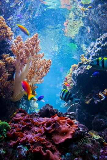 海底的珊瑚和鱼图片