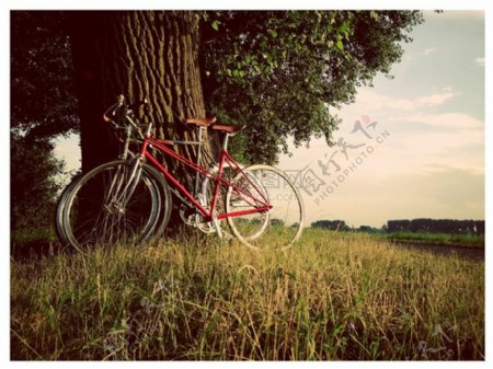 树木下的自行车