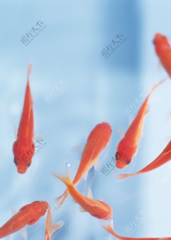 水里的金鱼图片