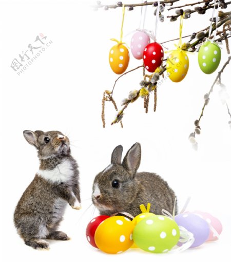 可爱兔子与树枝上的彩蛋图片