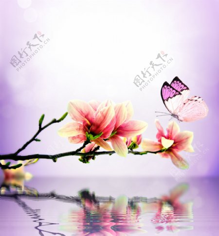 唯美花朵与蝴蝶