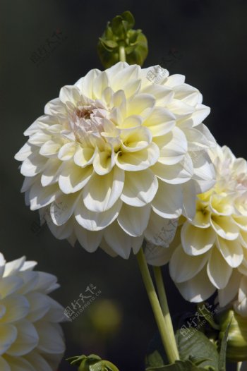 白色花朵摄影