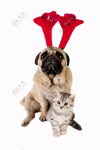 圣诞狗和猫