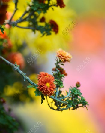 橘红菊花图片