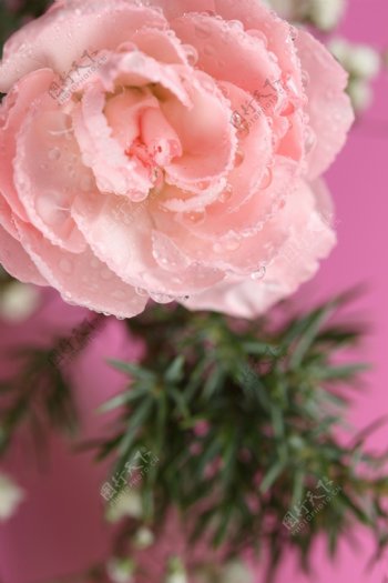 粉色绽放的玫瑰花