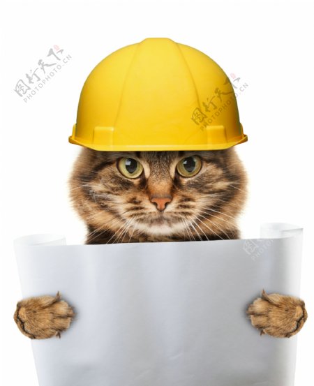 建筑工程师小猫