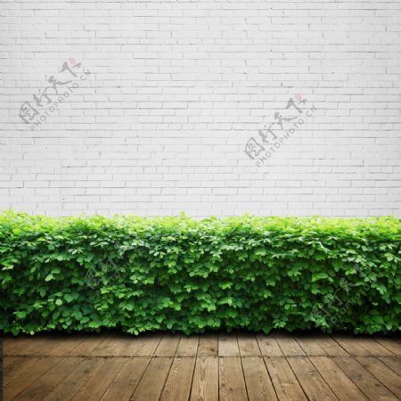 地板与绿色植物图片