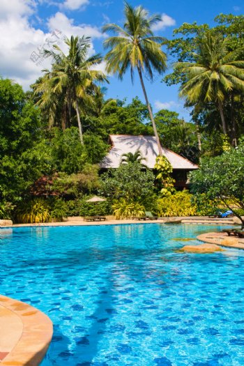 游泳池与椰树风景