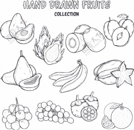 手绘线描水果素材