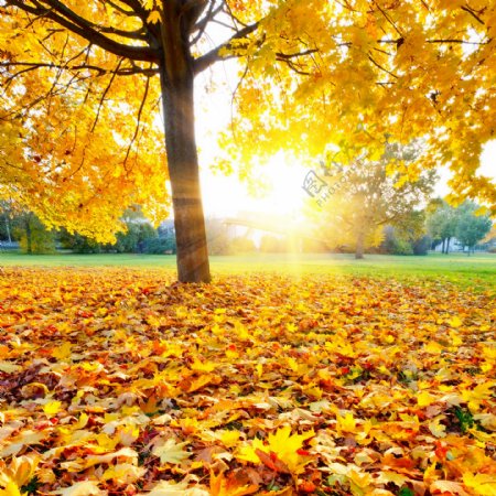 秋天大树树叶摄影图片