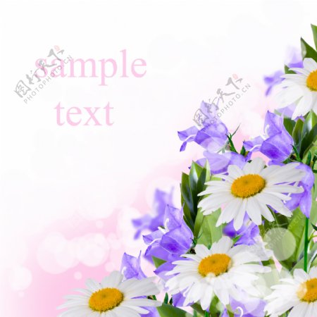 白色菊花和紫色花朵图片