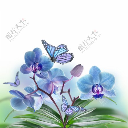 蝴蝶兰图片