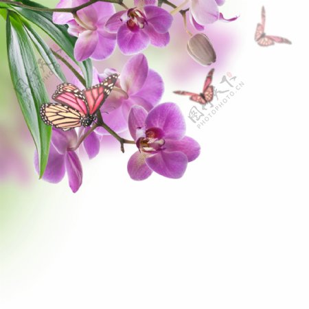 蝴蝶与蝴蝶兰图片