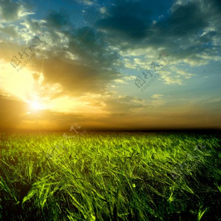 黄昏时的麦地风景图片