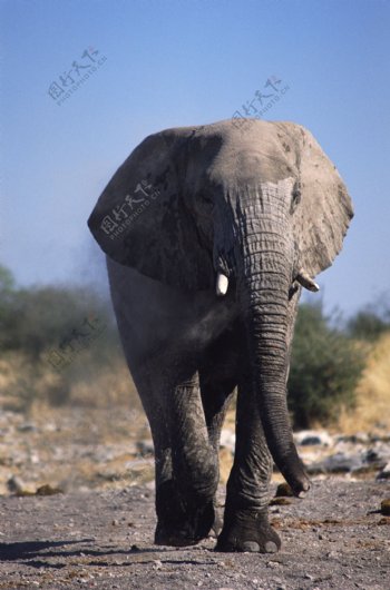 大象象生物大象大图