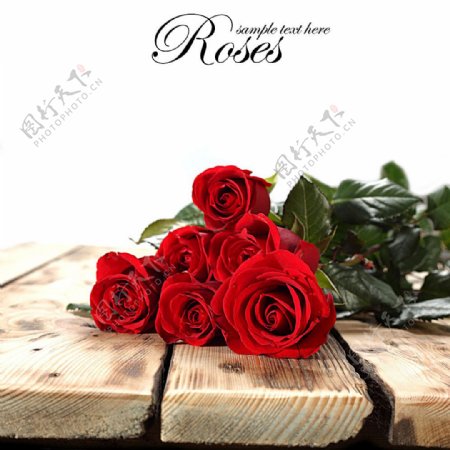 木板上的红玫瑰
