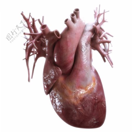 人体心脏模型图片