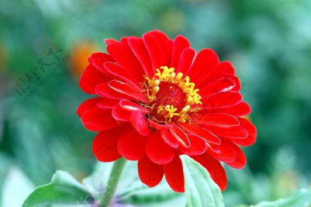 鲜艳红色非洲菊图片