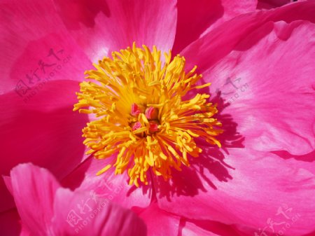 粉色牡丹花蕊图片
