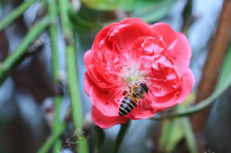 桃花和小蜜蜂图片