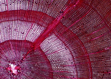 红色细纹状细胞结晶