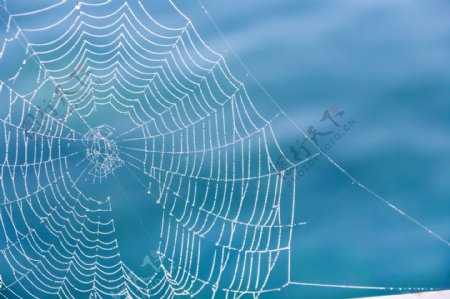 蜘蛛网与蓝色背景图片