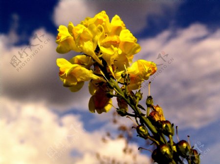 蓝天下美丽的黄色花朵
